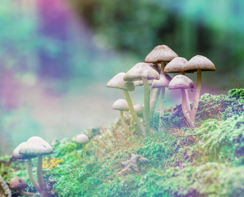 Best Areas to Forage for Psychedelic Mushrooms in the United States