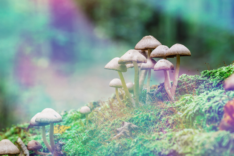 Best Areas to Forage for Psychedelic Mushrooms in the United States