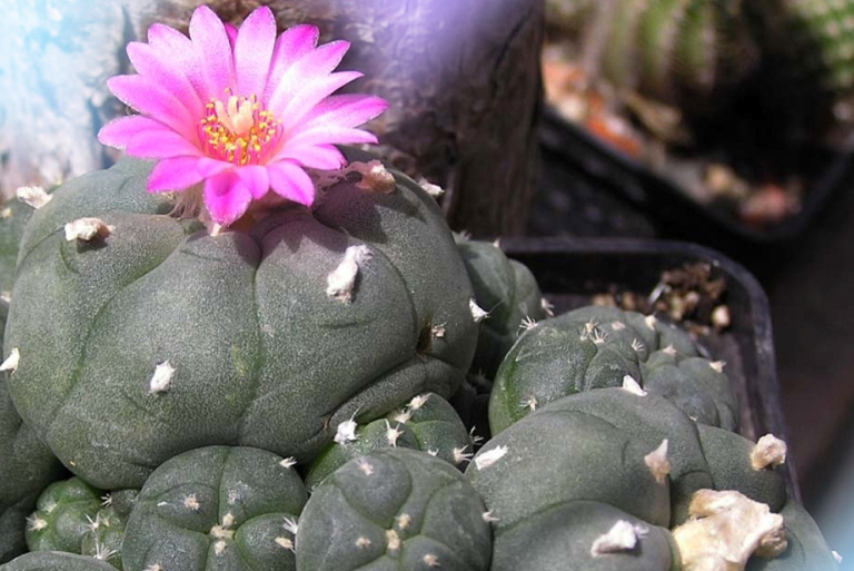 Why This California City Recriminalized Peyote