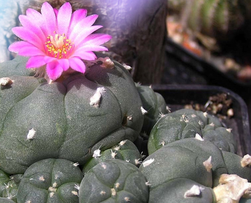 The Benefits of Peyote: Ancient Wisdom, Modern Medicine | Psychedelic ...