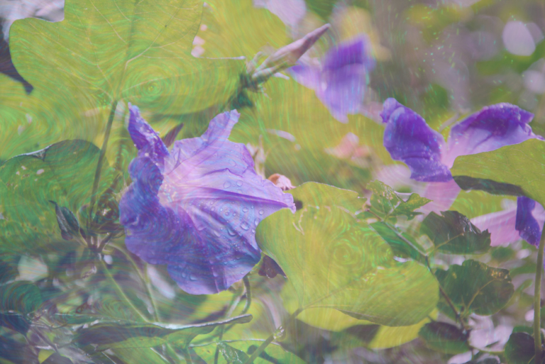 Forgotten Psychedelics: LSA — Also Known as Ololiuqui
