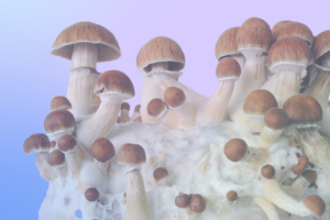 Canada Reaches Psychedelic Milestone with First Legal Group Psilocybin Therapy Session