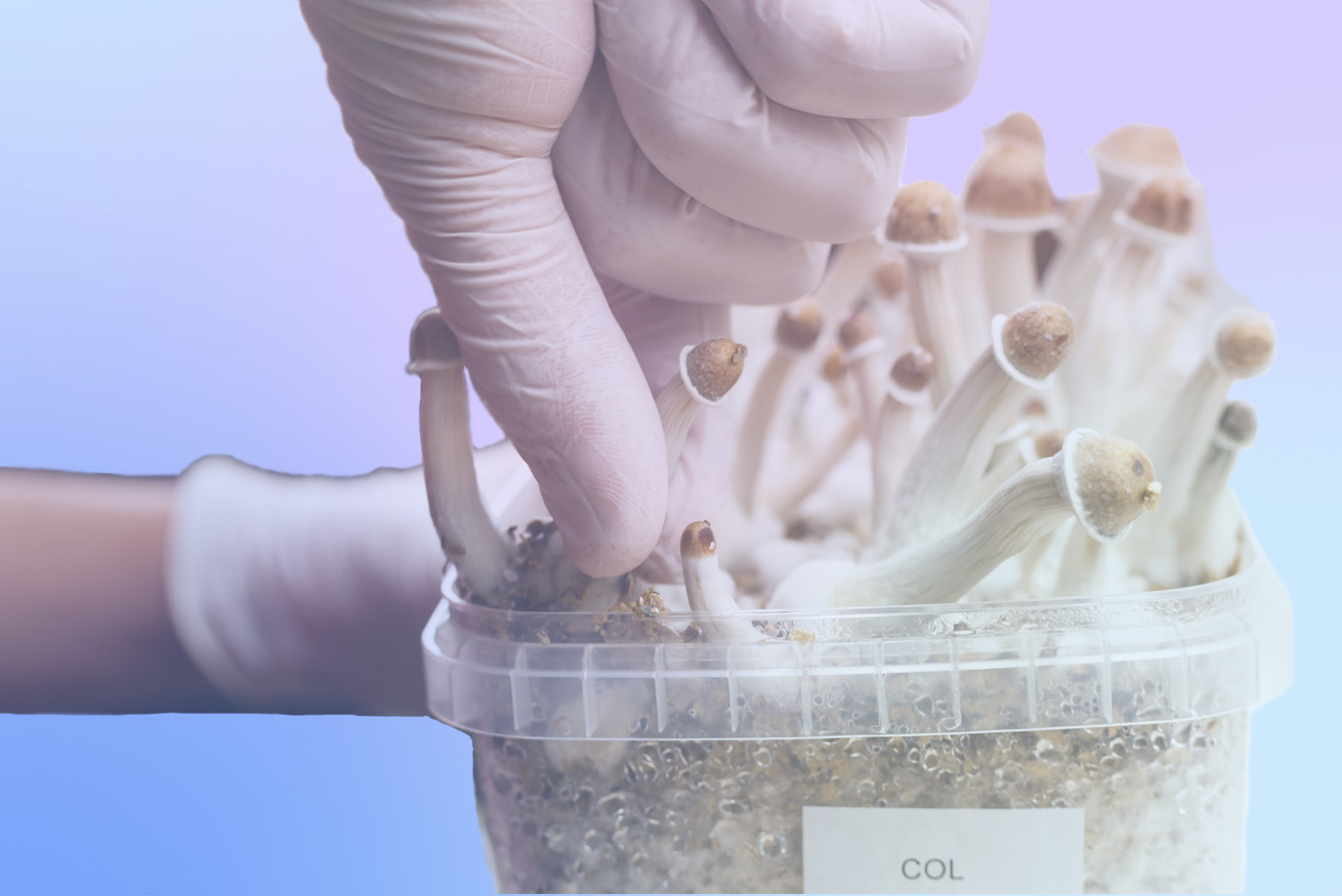 DEA Quadruples Psilocybin Manufacturing for Research in Final 2021 Production Quotas