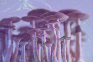 FDA Approves First Clinical Trial Using Naturally Sourced Psychedelics