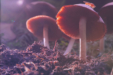 DEA Boosts Psychedelics Production (Again) to Meet Research Demand