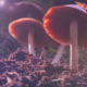 DEA Boosts Psychedelics Production (Again) to Meet Research Demand