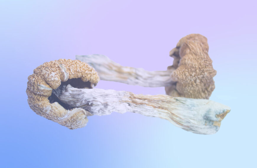 Colorado Lawmakers and Activists Push for Wide-Ranging Psychedelic Reform