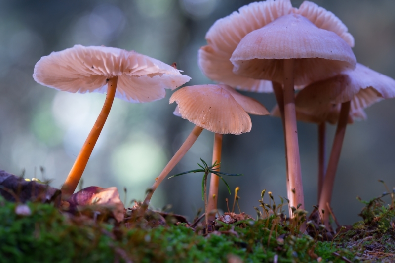 Maine CDC Director Opposes Bill to Legalize Therapeutic Psilocybin