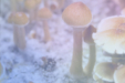 Oregon Psilocybin Advisory Board Proposes Legalizing Just One Species of Psychedelic Fungi