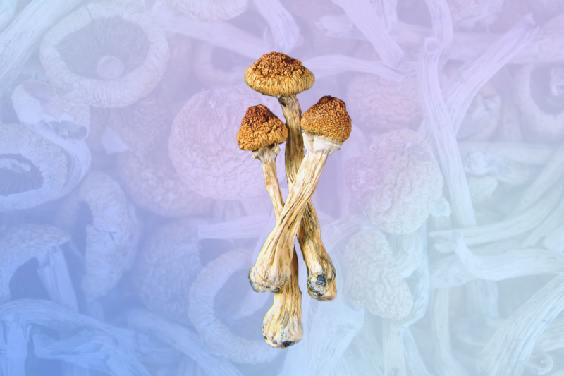 The Biggest Reason People in Oregon Want to Use Psilocybin