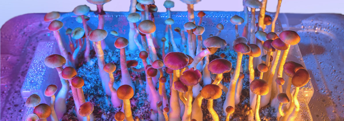 Study Finds Psilocybin Anti-Depression Effects Last at Least One Year