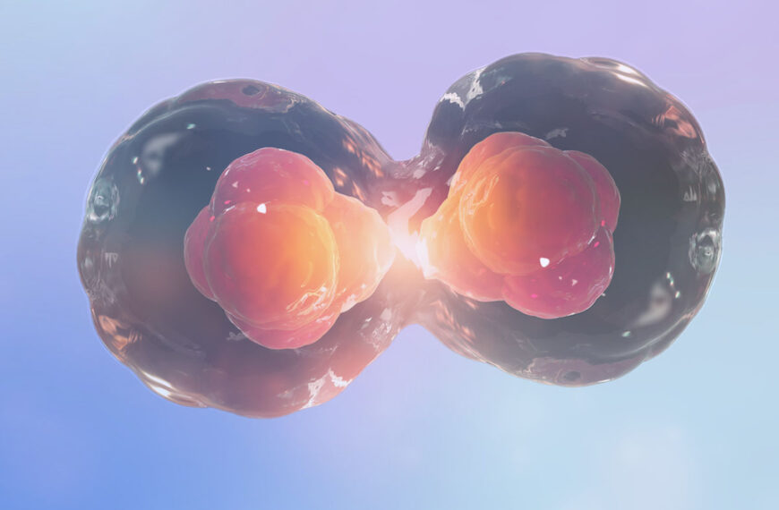 Field_Trip_Health_Dividing_Two_Companies_What_Investors_Need_To_Know_Psychedelic_Spotlight