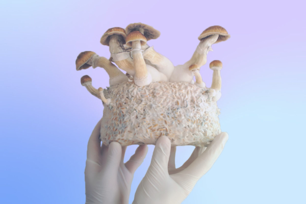 Oregon Psilocybin Rules ‘May Have a Negative Impact on Lower Income Individuals’