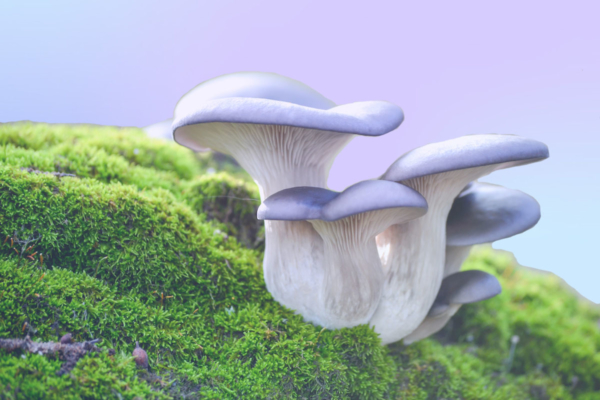 Fungus Among Us: 5 Fascinating Facts About Mushrooms