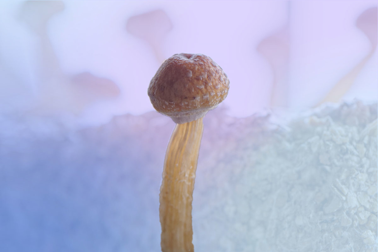 How to Make Magic Mushroom Gummies | Psychedelic Spotlight - How To Make Magic Mushroom Gummies