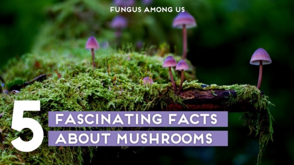 Fungus Among Us: 5 Fascinating Facts About Mushrooms🍄