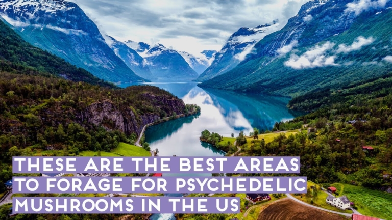 Best Areas to Forage for Psychedelic Mushrooms in the United States