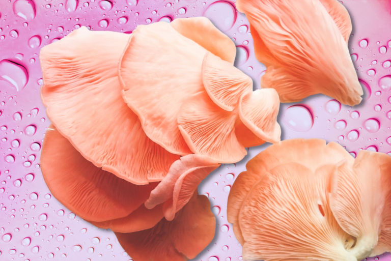 The Health Benefits of taking Mushroom Supplements