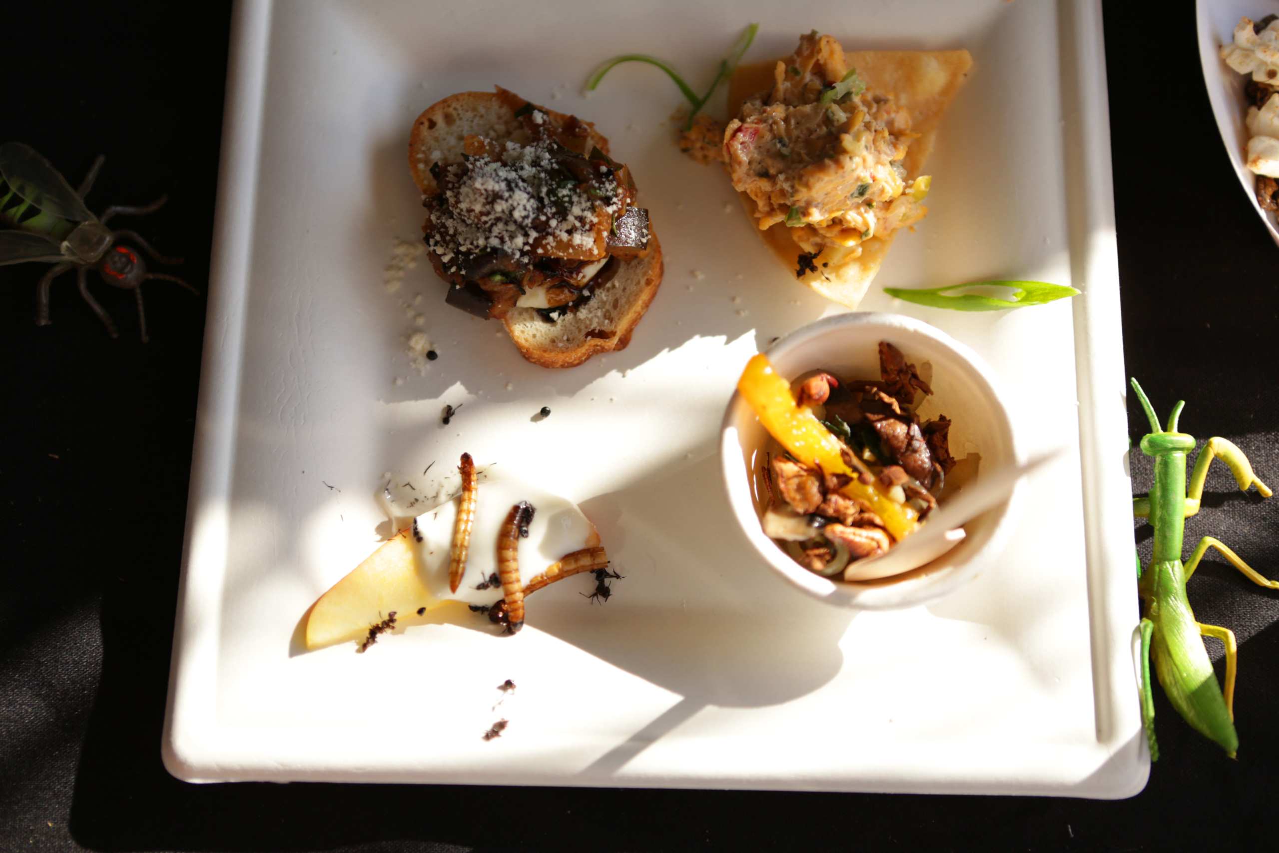 Edible Insect Sample Plate
