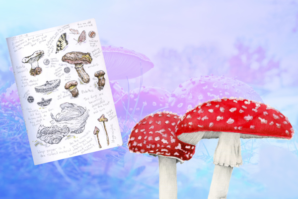 A Beginner’s Guide to Amanita muscaria Mushrooms