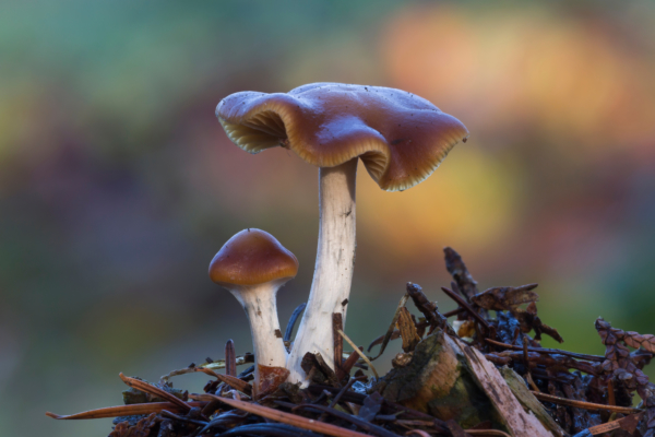 Psilocybe cyanescens - Strongest magic mushrooms ranked by potency 