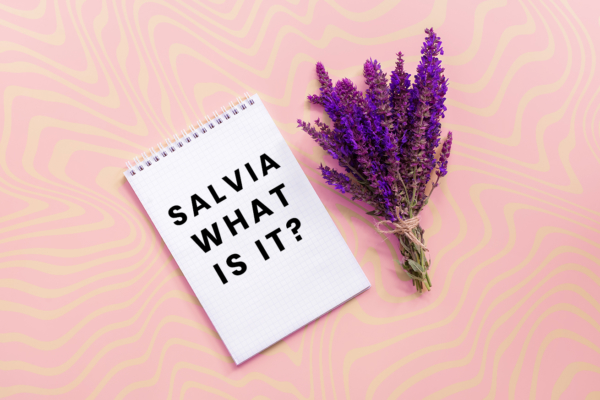 What is Salvia? Here’s Everything You Need To Know