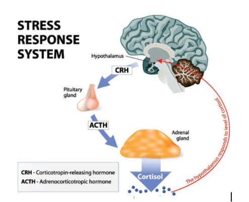 Depression causes: HPA axis theory
