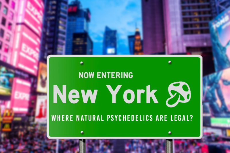 New York Lawmakers File a Bill to Legalize Natural Psychedelics