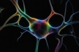 Antidepressant Effects of Psychedelics May Be Linked to Intracellular Signaling