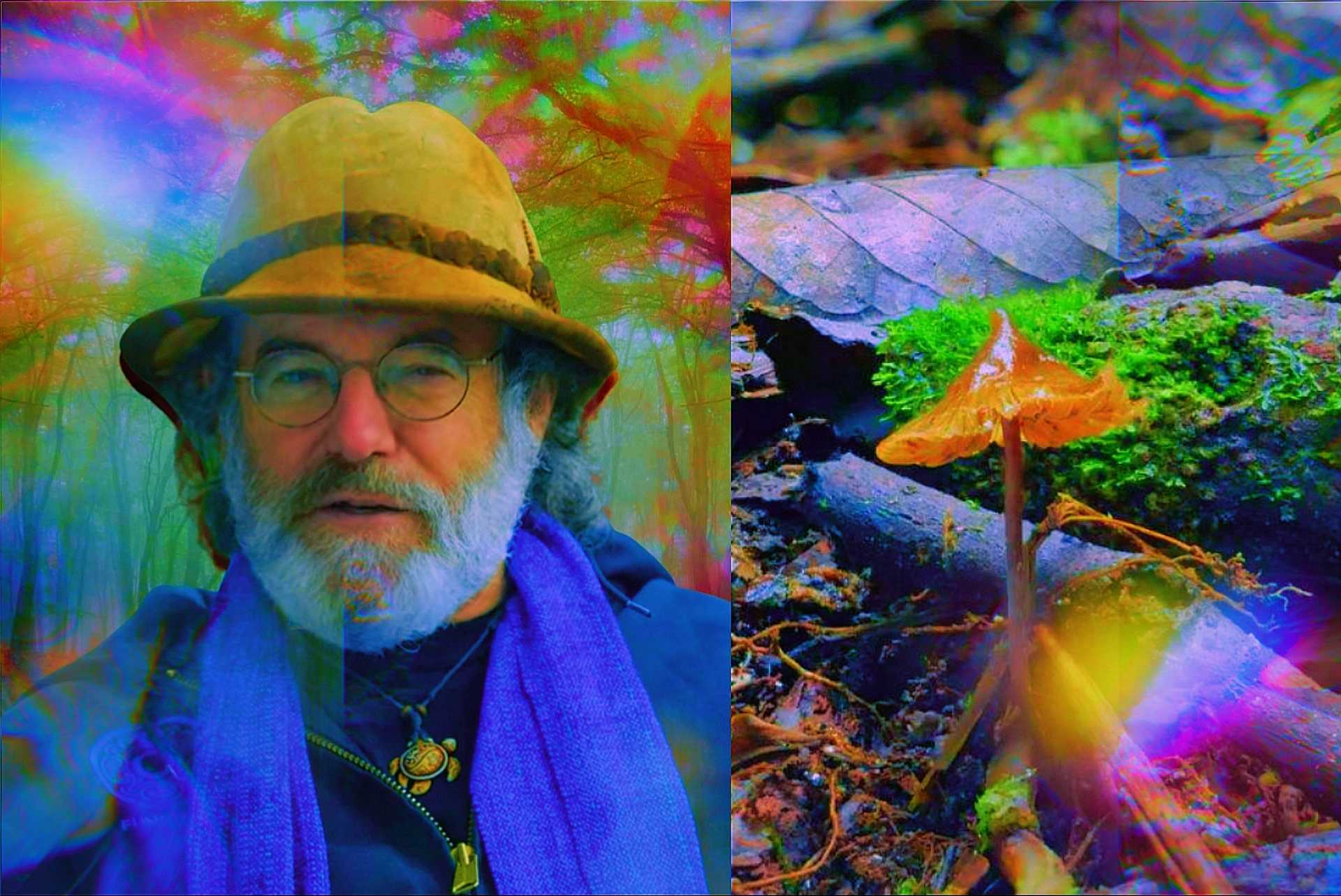 Meet Psilocybe stametsii, a New Mushroom Species Named After Paul