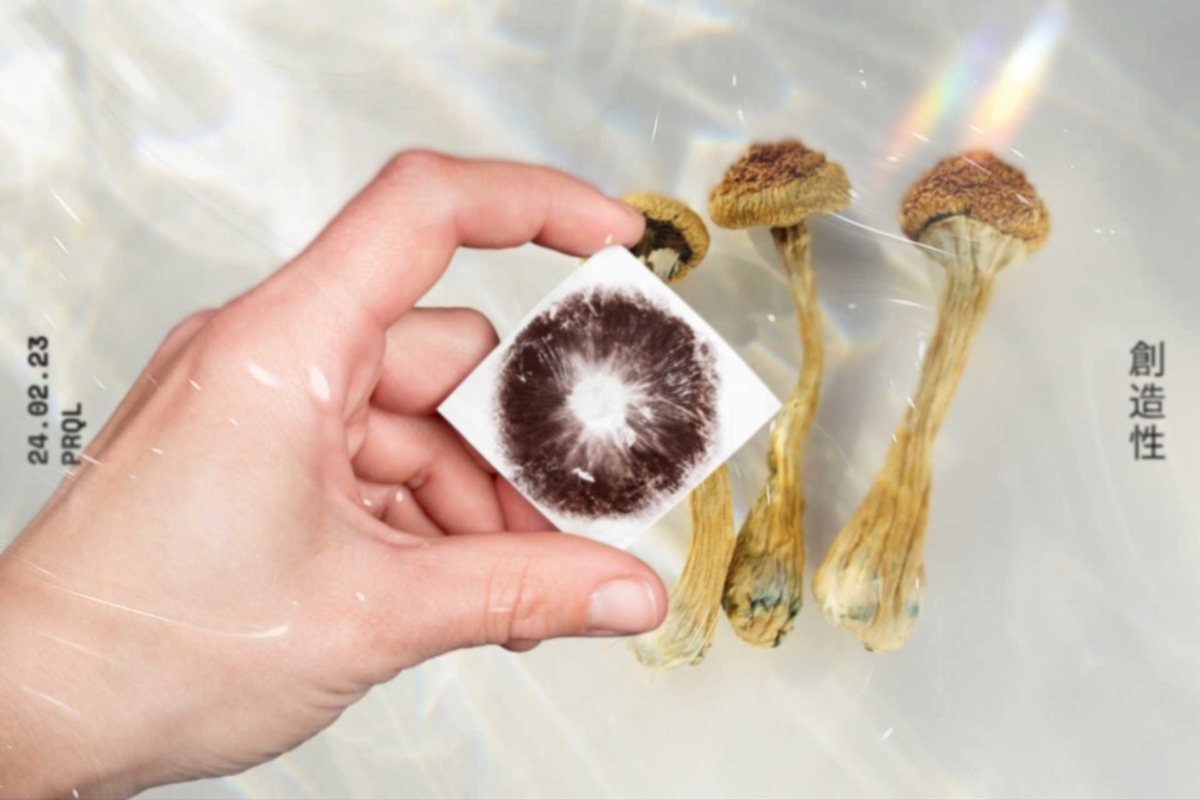 12 Things to Know Before You Buy Psilocybin Spores