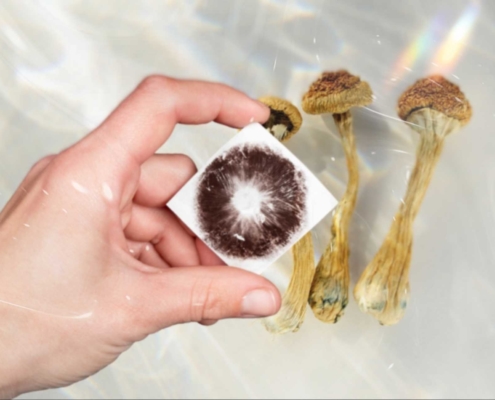 12 Things to Know Before You Buy Psilocybin Spores