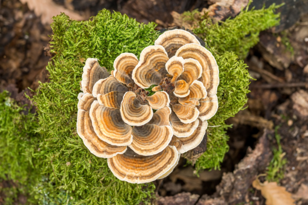 how does turkey tail fight cancer?