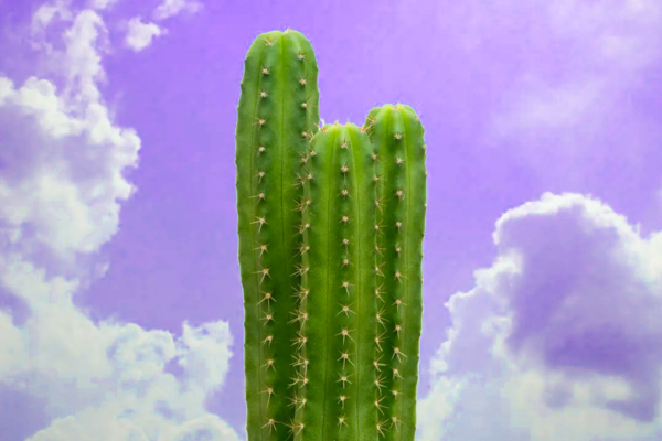 San Pedro Cactus Experience