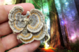 Can Turkey Tail Mushrooms Fight Cancer?