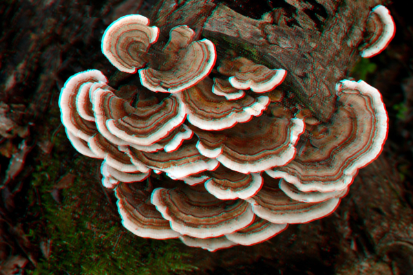 Can Turkey Tail Mushrooms Fight Cancer?