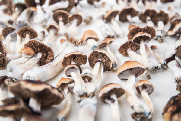 First US Psilocybin Manufacturing Licenses Granted in Oregon