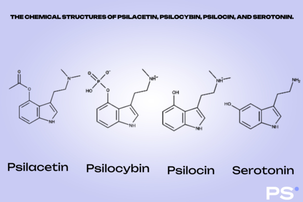  THE CHEMICAL STRUCTURES OF PSILACETIN, PSILOCYBIN, PSILOCIN, AND SEROTONIN.
