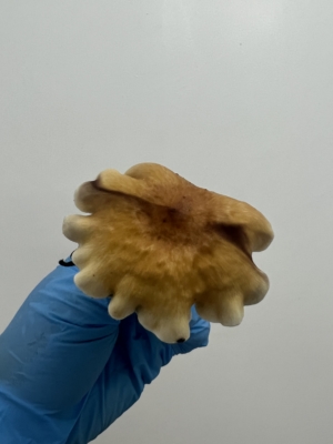 Mycologist Creates New Magic Mushroom Strain : Sacred Sun