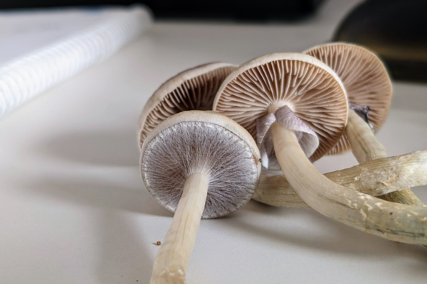 How Long Do Shrooms Stay Detectable in Your System During a Drug Screening?