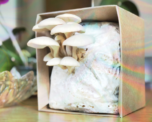 A Comprehensive Guide to Buying Mushroom Grow Kits