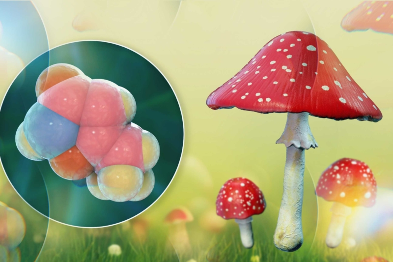 Panacea Life Sciences Is Conducting Research for Production on the Most Famous Mushroom: Amanita Muscaria