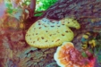 The Buzz About Polypore Mushrooms: How Can Mushrooms Save Our Bee-autiful Pollinators