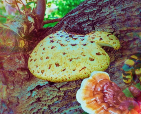 The Buzz About Polypore Mushrooms: How Can Mushrooms Save Our Bee-autiful Pollinators