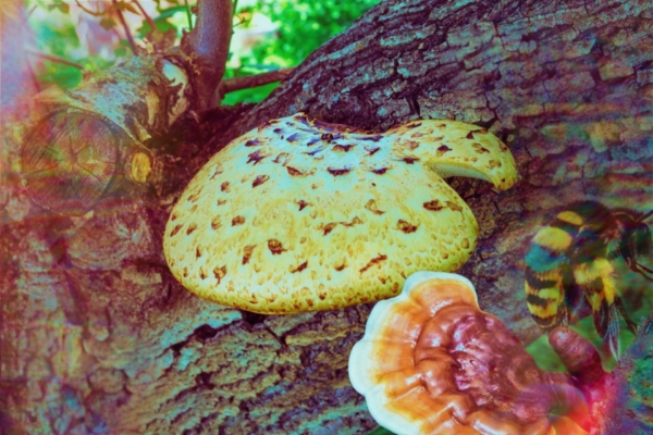 The Buzz About Polypore Mushrooms: Can They Save Our Bee-autiful Pollinators?
