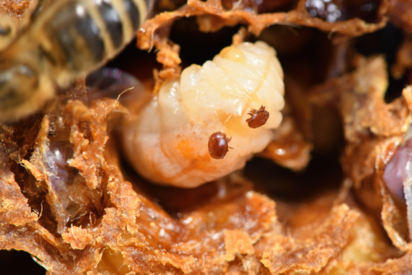 varoa mites and bees