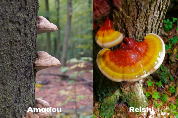 reishi and amadou mushrooms can save the bees