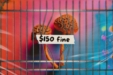 Connecticut Mushroom Advocates Oppose “Decriminalization” Bill