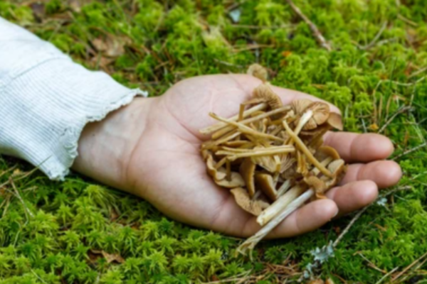 Yep - Shrooms Can Cause Diarrhea - Let's Talk About That
