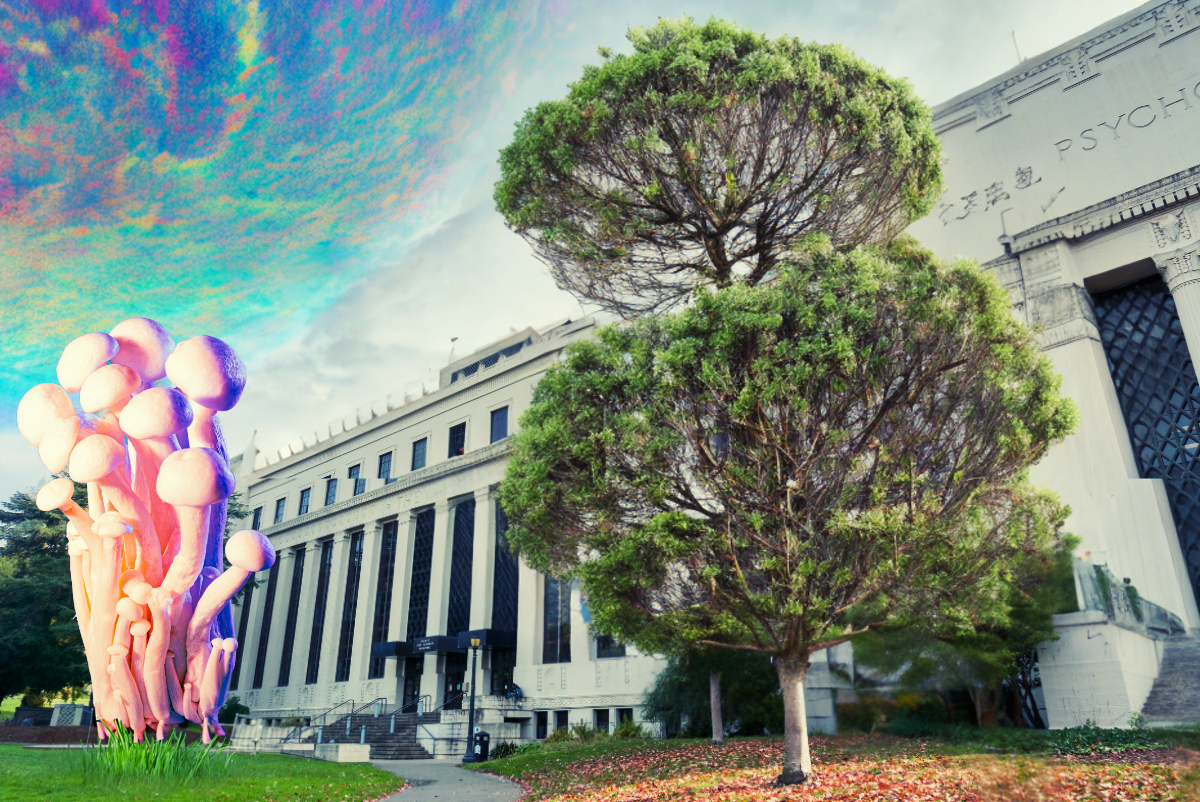 Berkeley Officially Decriminalizes Possession of Psilocybin Mushrooms